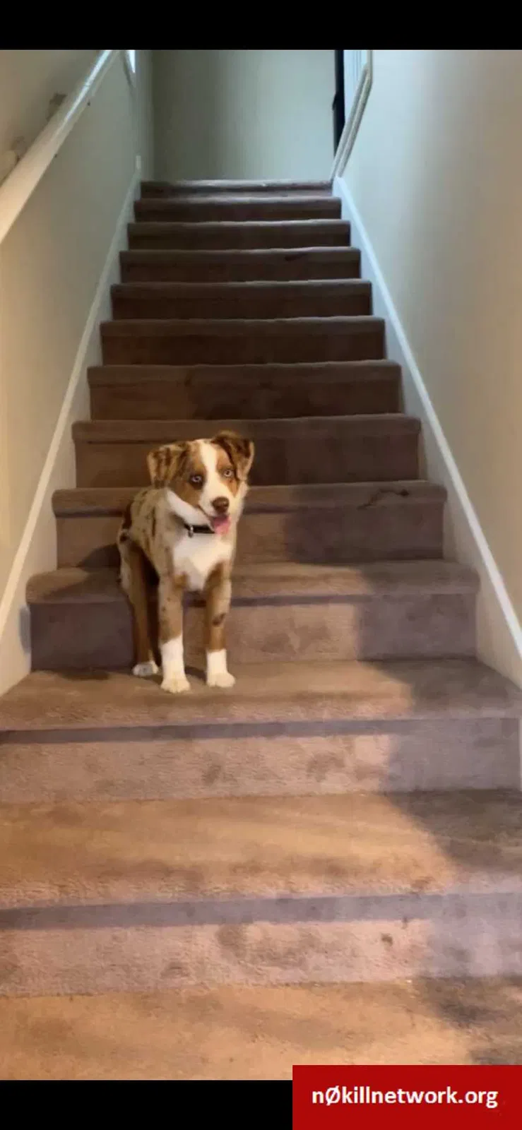 Lost dog in Paradise, TX, 76073