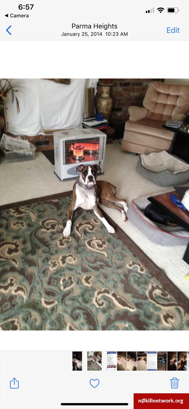 Lost dog in Valley City, OH, 44280