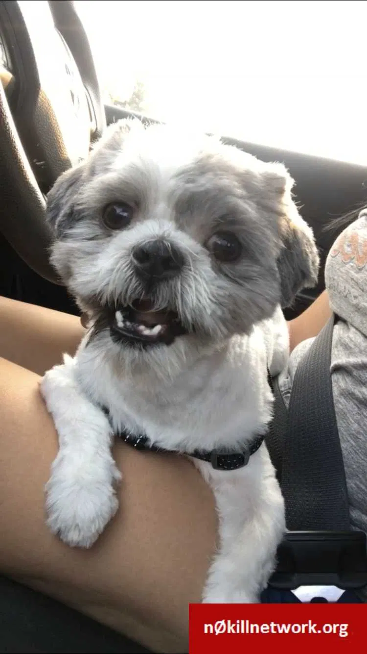 Lost dog in Norwalk, CA, 90650