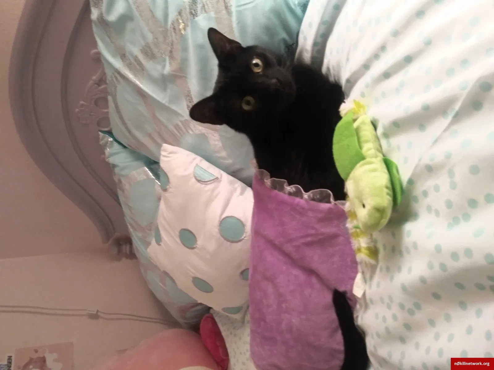 Lost cat in Lakeland, FL, 33813