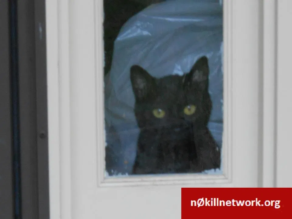 Lost cat in Kennesaw, GA, 30144