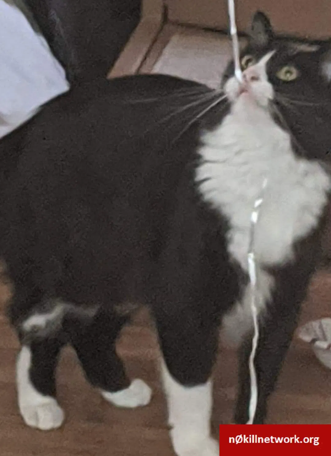 Lost cat in Columbus, OH, 43228