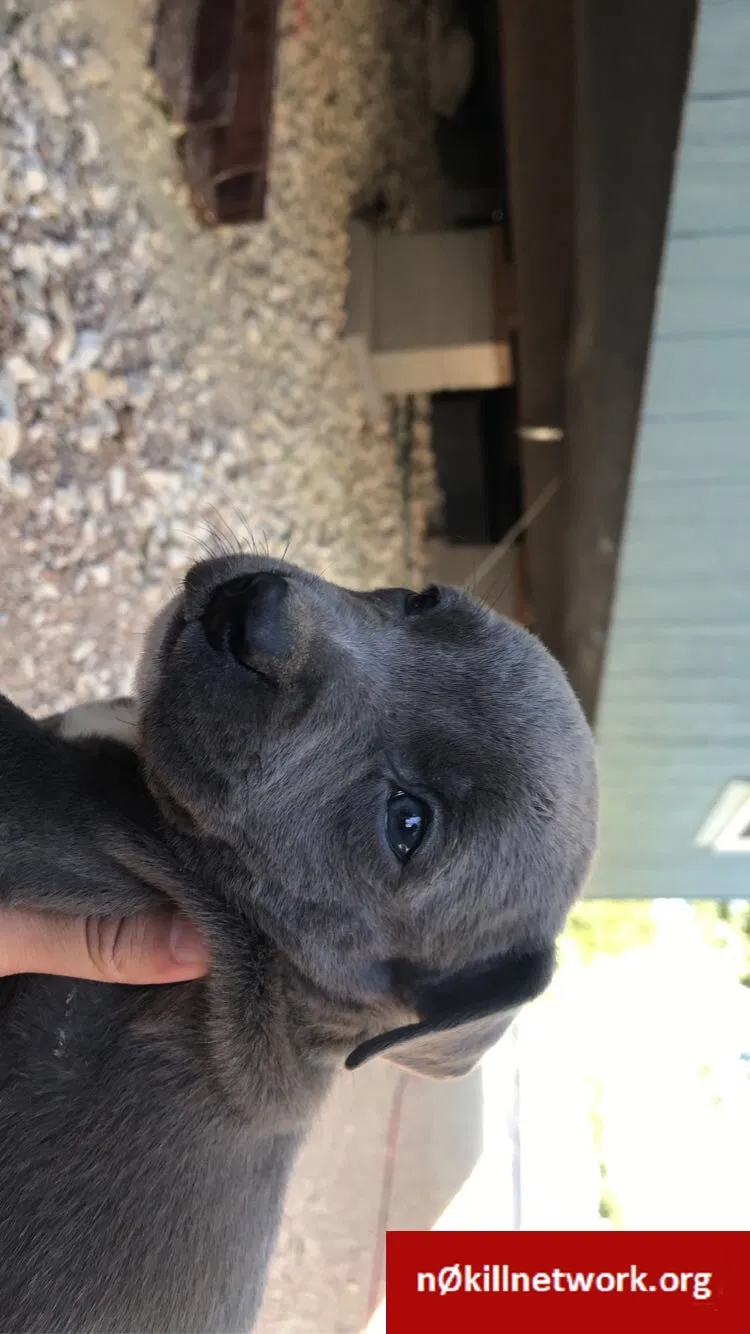 Lost dog in Bartlett, TX, 76511