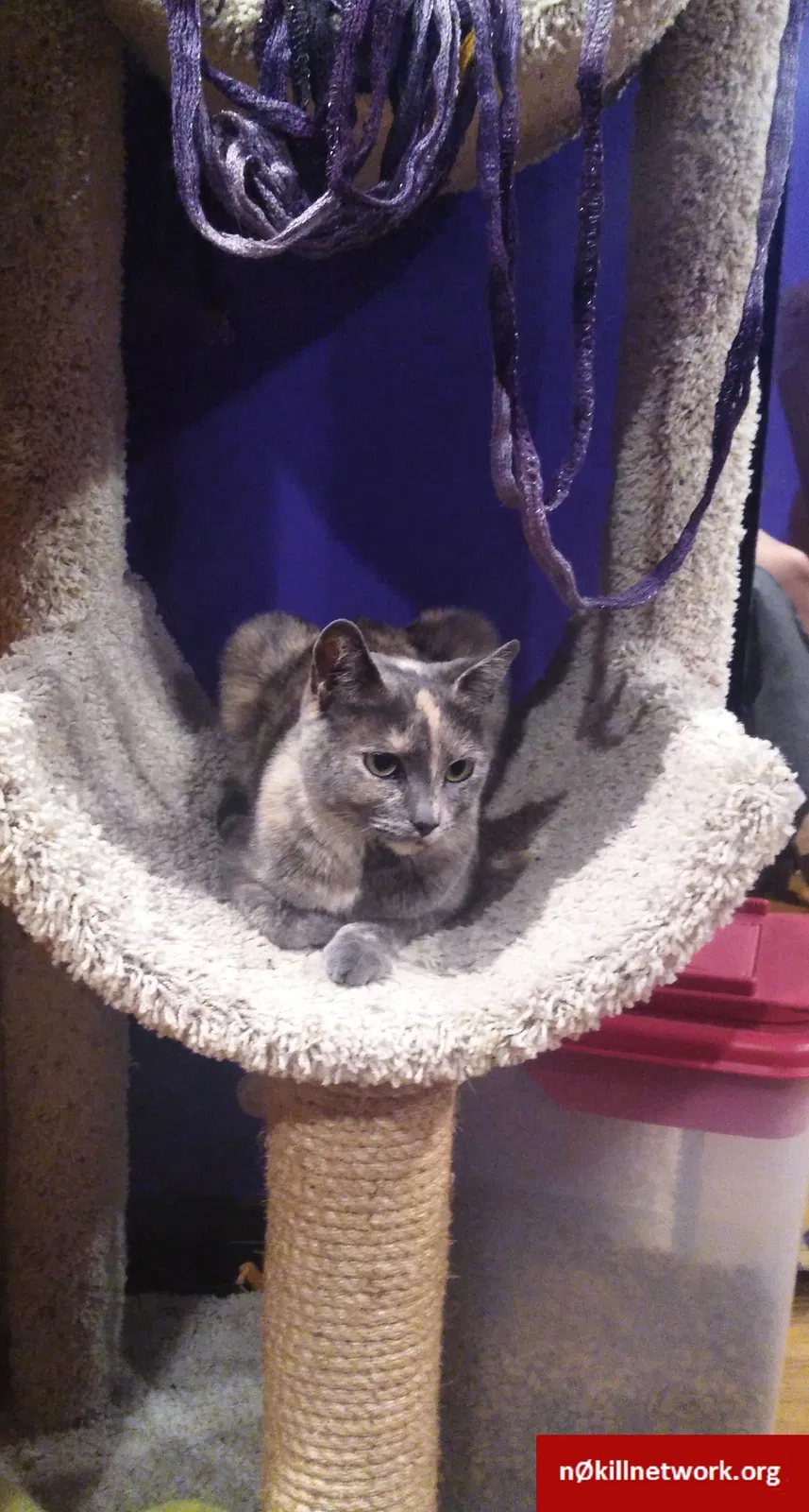 Lost cat in Pico Rivera, CA, 90660