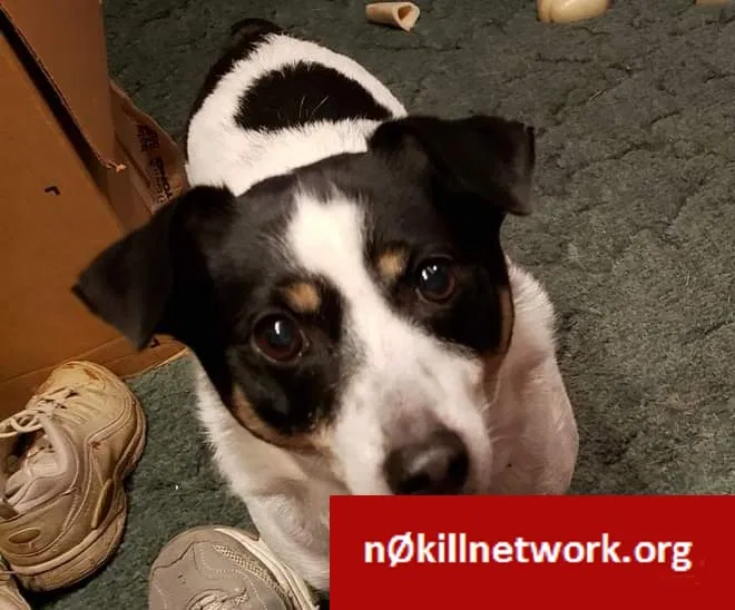 Lost dog in Shreveport, LA, 71118