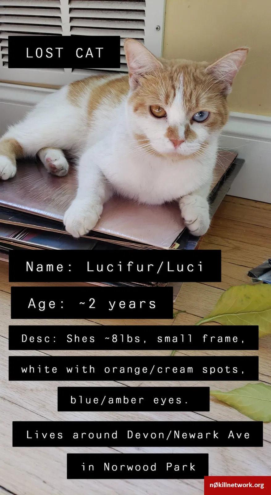 Lost cat in Chicago, IL, 60631