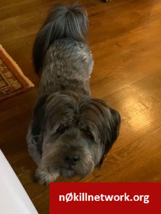 Lost dog in Memphis, TN, 38117