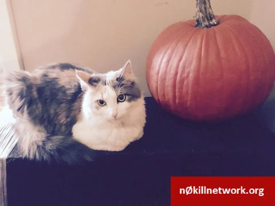 Lost cat in Mission Viejo, CA, 92691