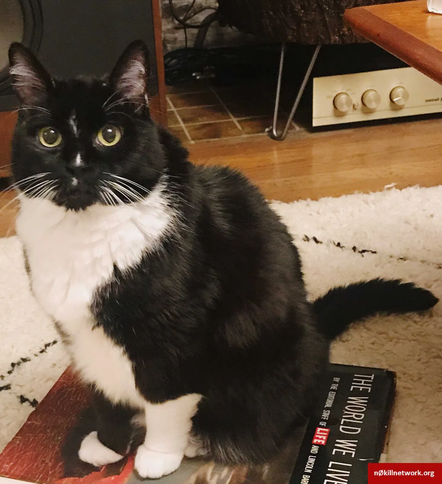 Lost cat in Portland, OR, 97211