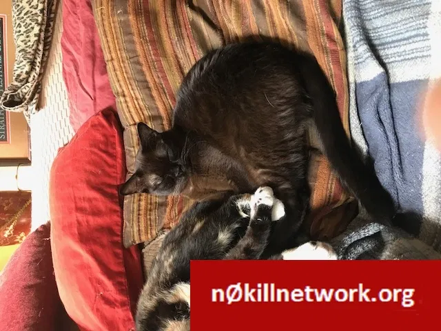 Lost cat in Saint Louis, MO, 63104