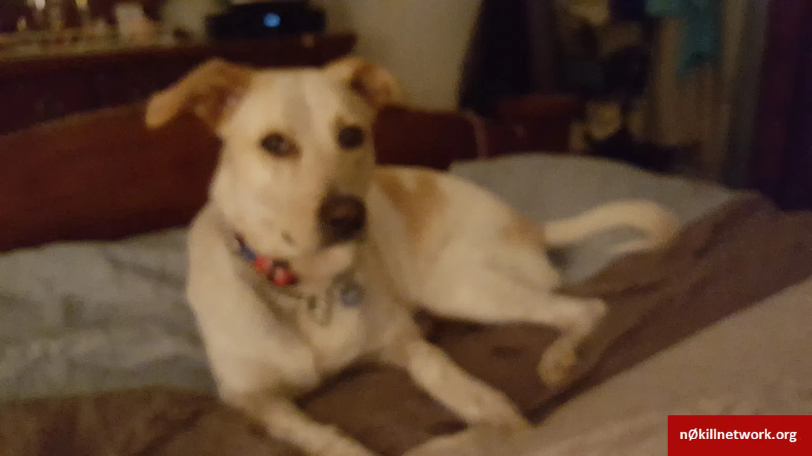 Lost dog in Millsboro, DE, 19966