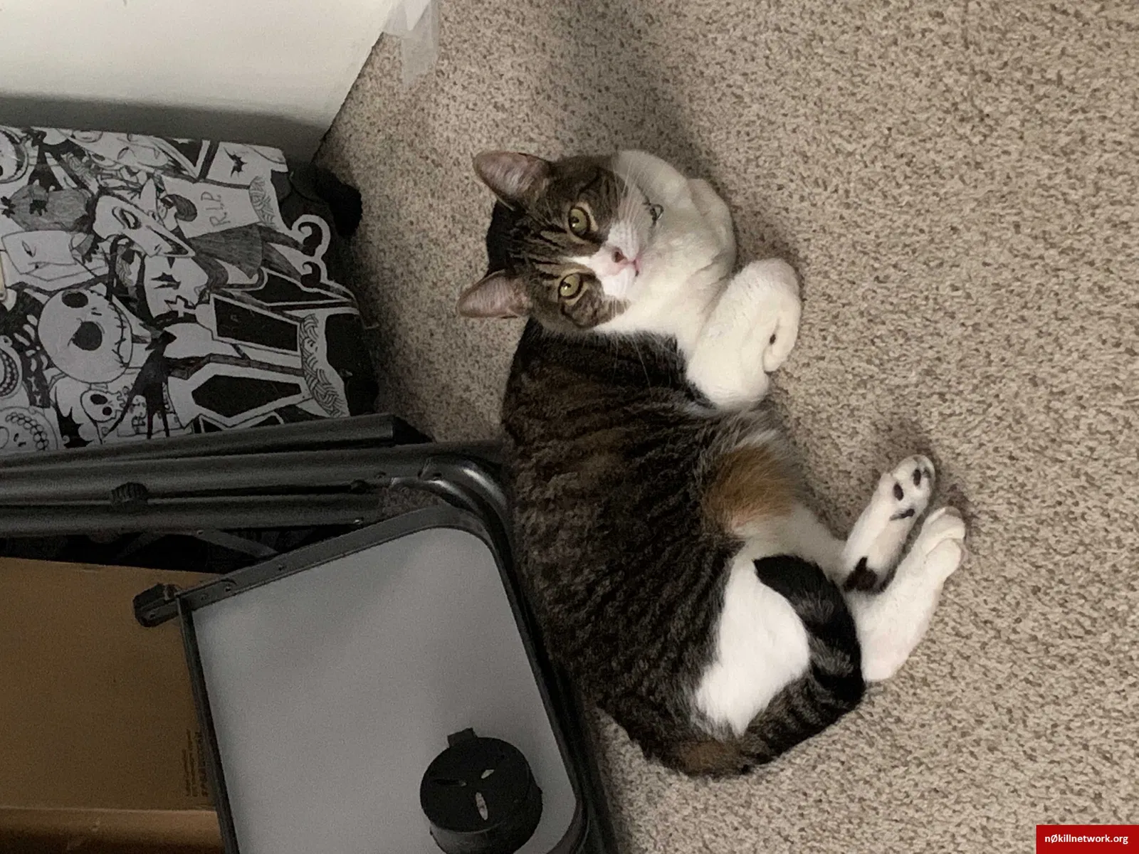 Lost cat in Albuquerque, NM, 87114