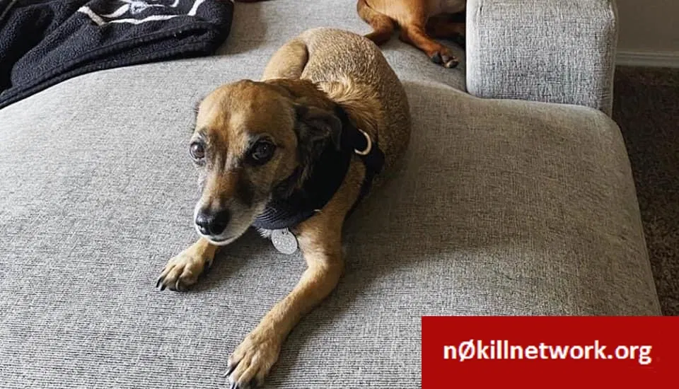 Lost dog in Tucson, AZ, 85710