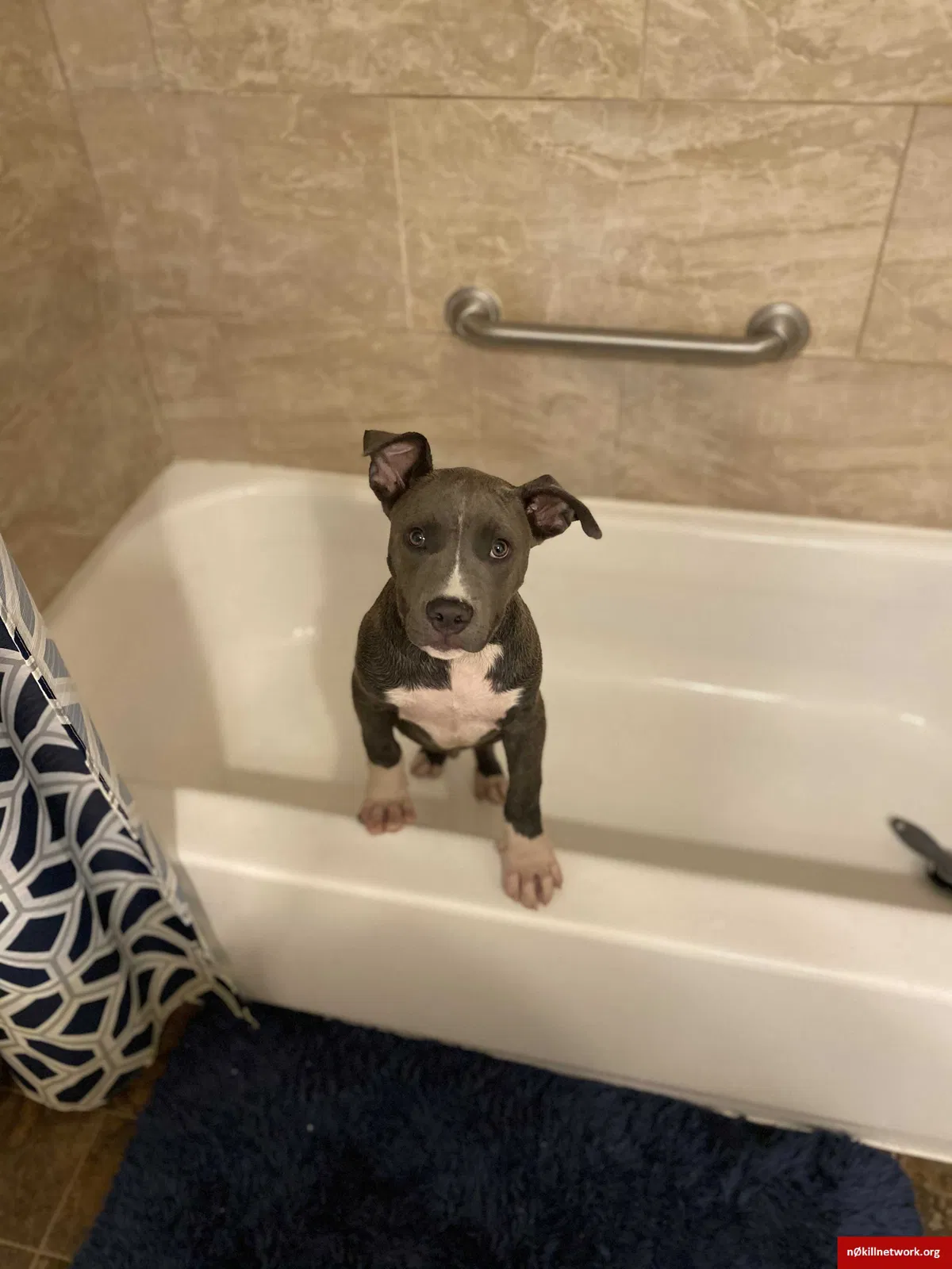 Lost dog in Detroit, MI, 48234