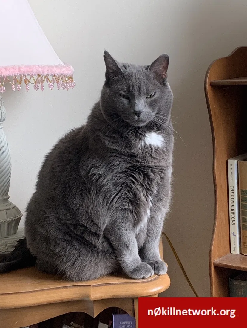 Lost cat in Albany, NY, 12211