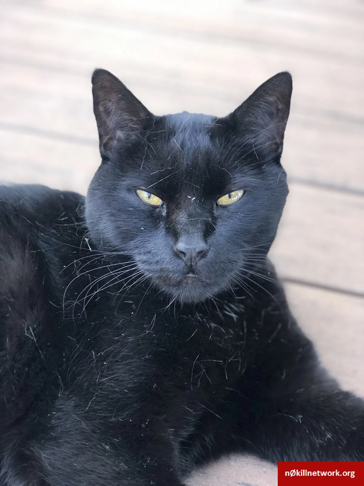 Lost cat in Washougal, WA, 98671