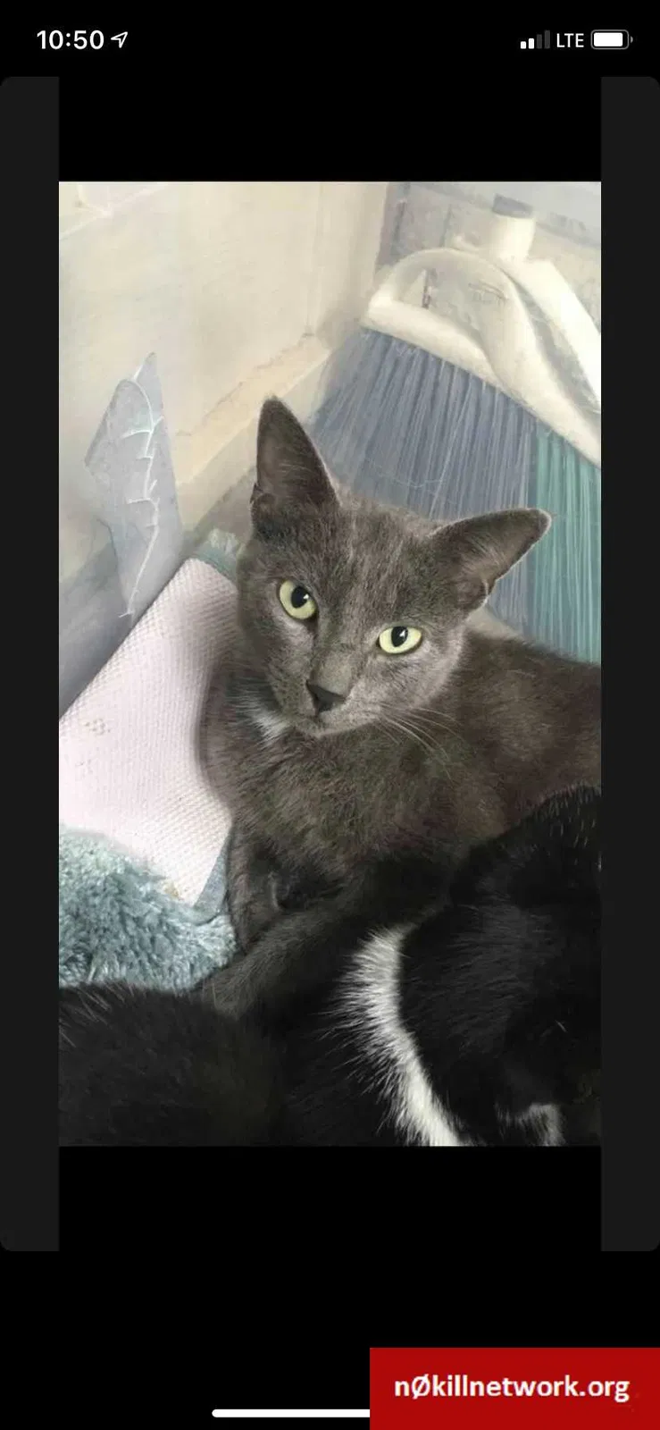 Lost cat in Holland, OH, 43528