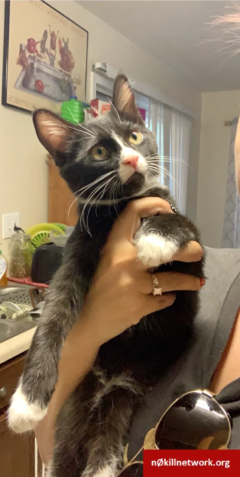 Lost cat in Mesa, AZ, 85205
