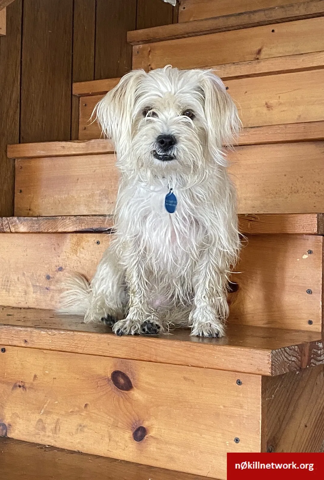 Lost dog in Nottingham, PA, 19362