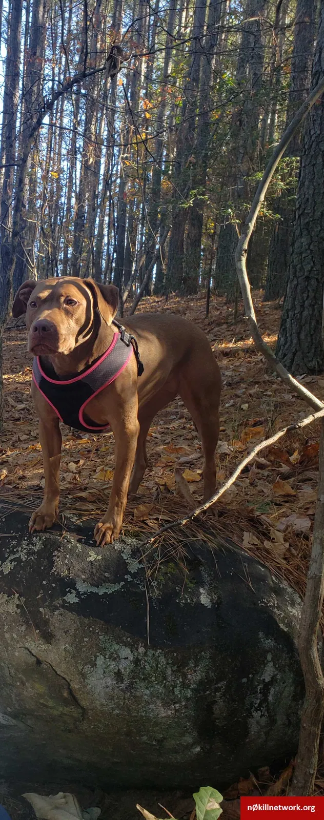 Lost dog in Bluff City, TN, 37618