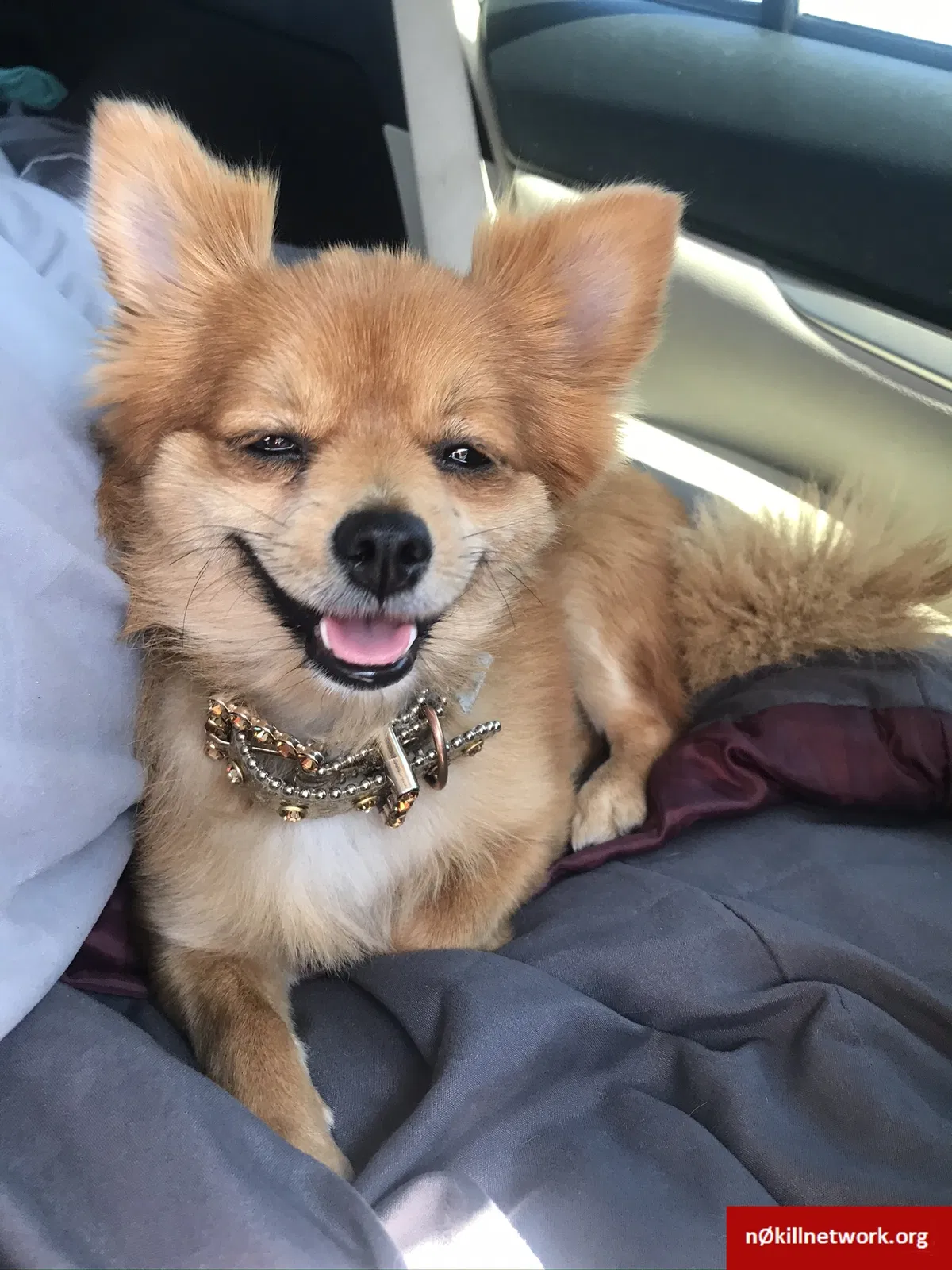 Lost dog in Sacramento, CA, 95811