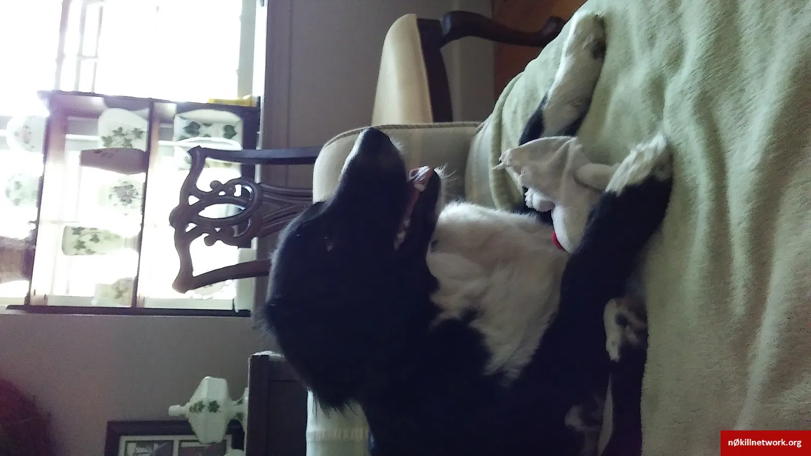Lost dog in Camden, SC, 29020