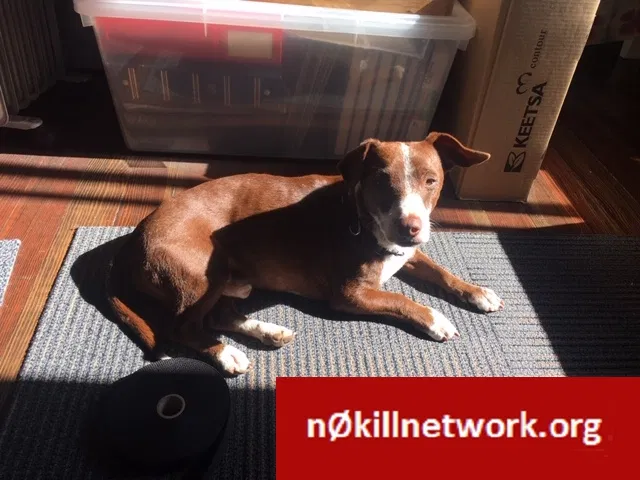 Lost dog in Berkeley, CA, 94703