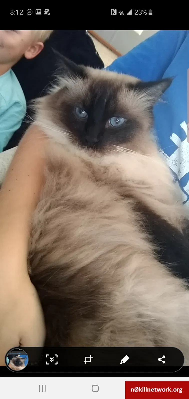 Lost cat in Fort Wayne, IN, 46818