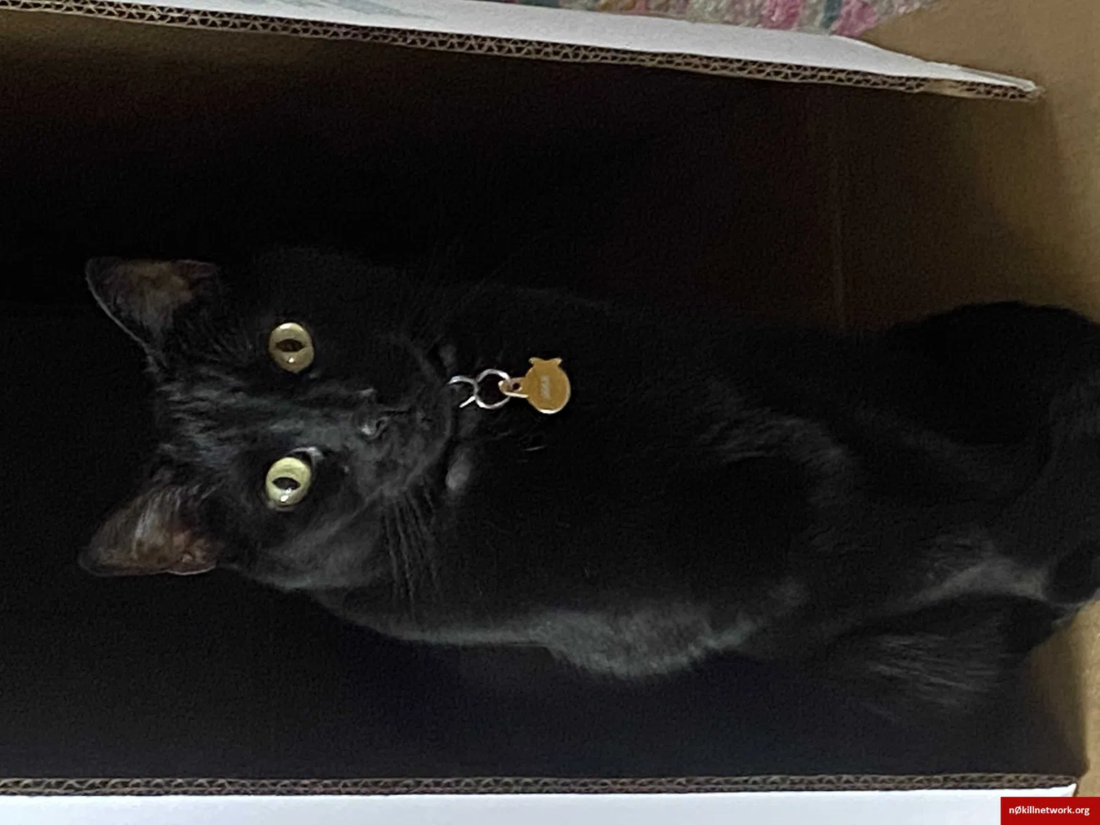 Lost cat in Cape Coral, FL, 33904