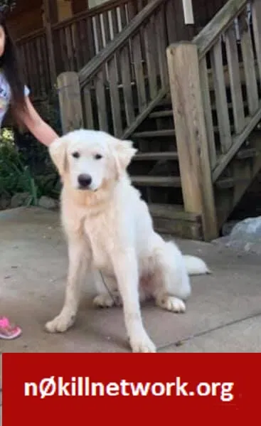 Lost dog in Gaffney, SC, 29340