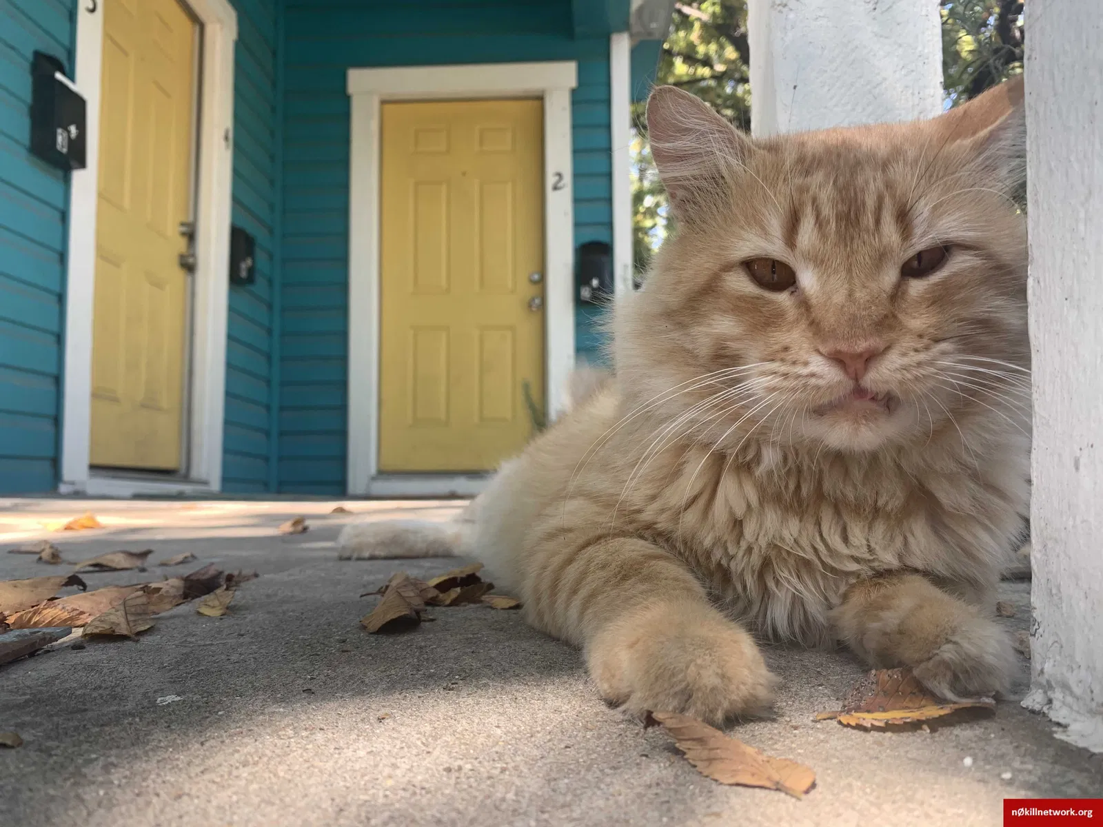 Lost cat in Fort Worth, TX, 76110