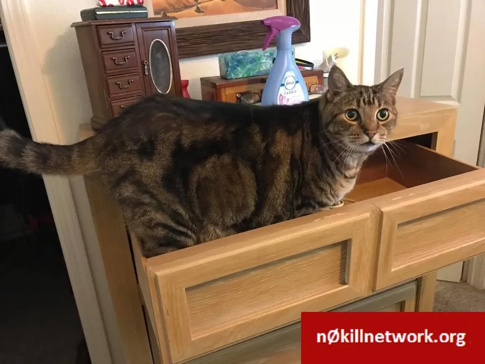 Lost cat in Citrus Heights, CA, 95621