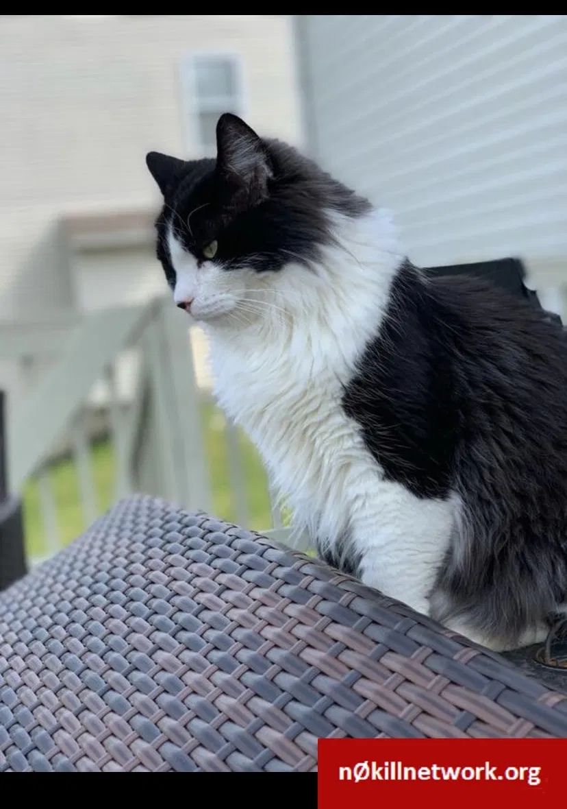 Lost cat in Belvidere, IL, 61008