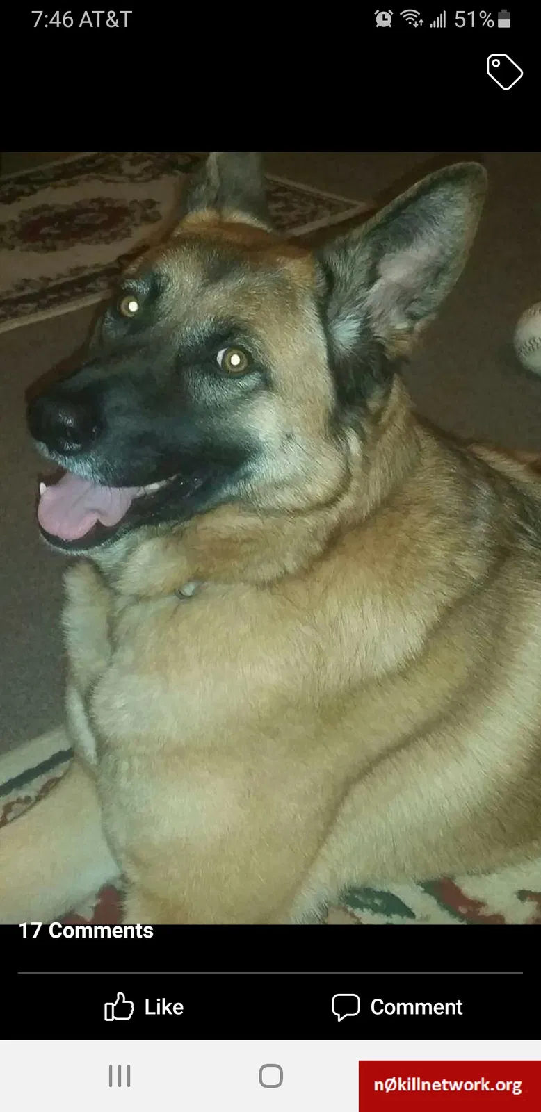 Lost dog in Saint Louis, MO, 63136