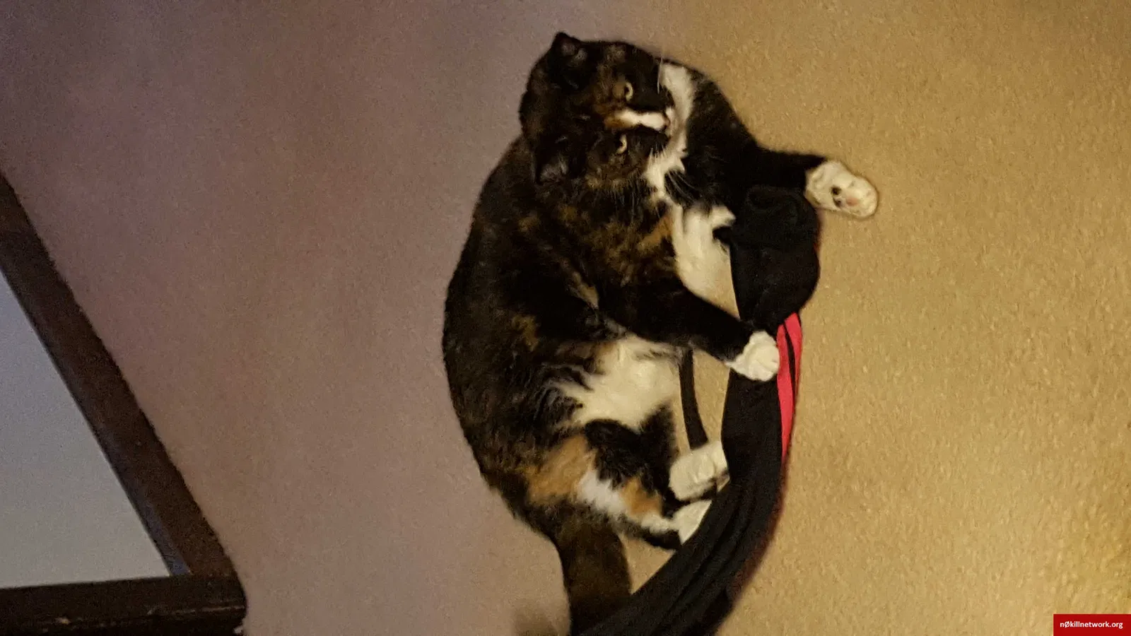 Lost cat in Columbia, SC, 29209