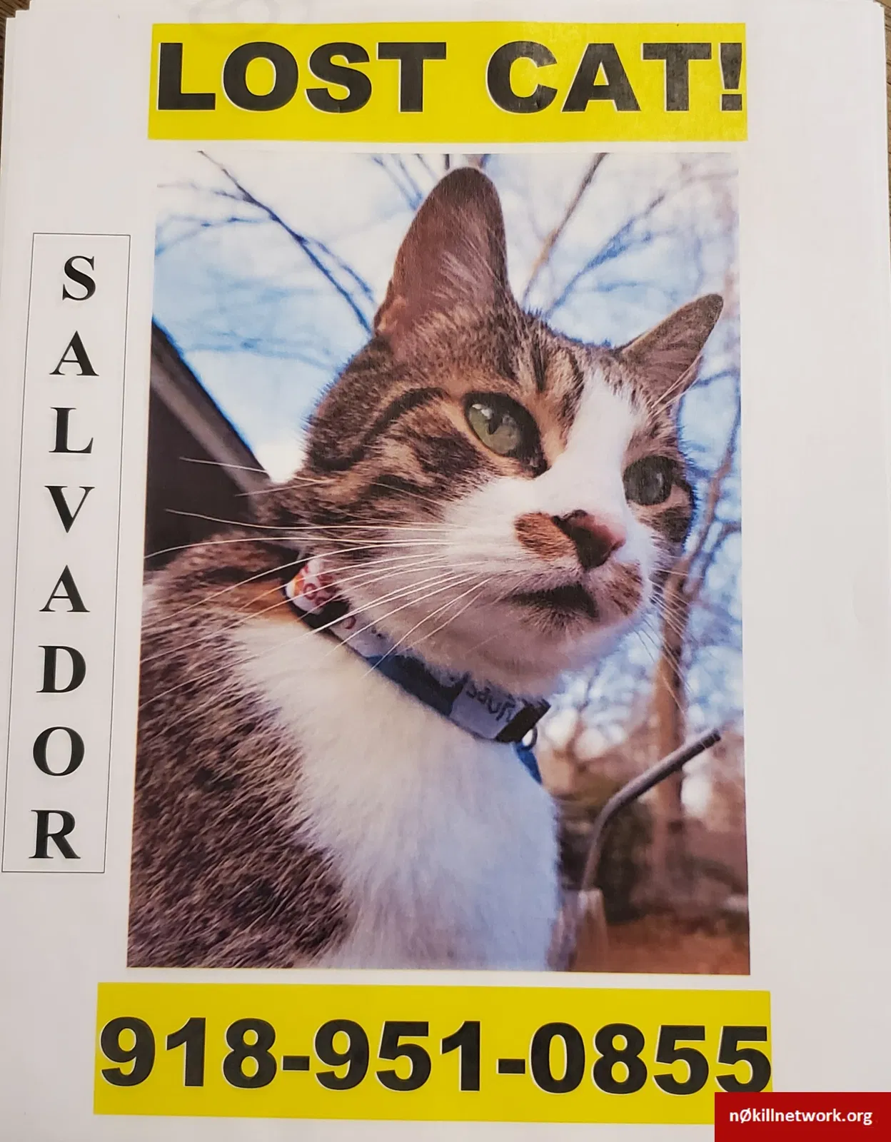 Lost cat in Tulsa, OK, 74133