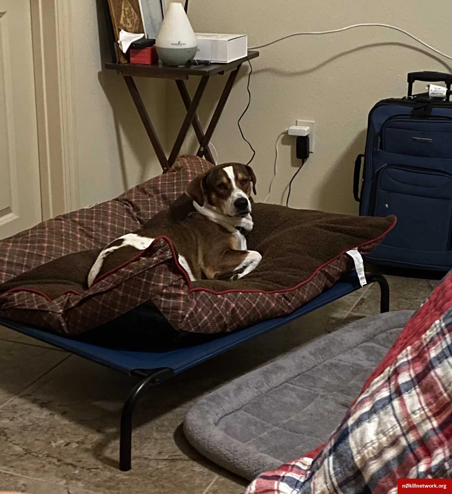 Lost dog in Harlingen, TX, 78552