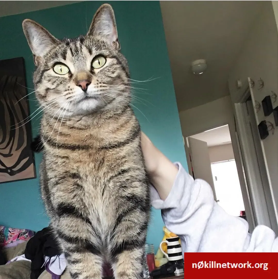 Lost cat in Battle Creek, MI, 49015