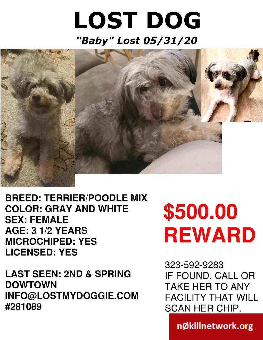 Lost dog in Seattle, WA, 98101