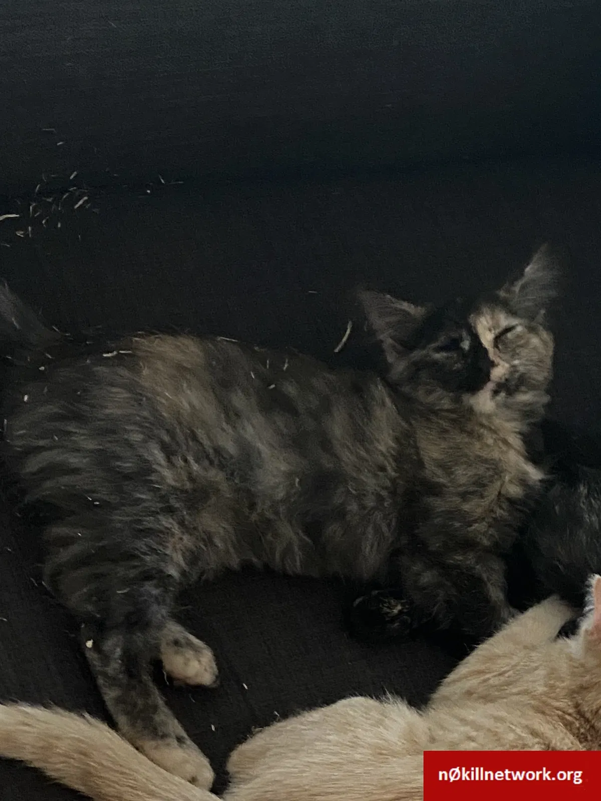 Lost cat in Denver, CO, 80221