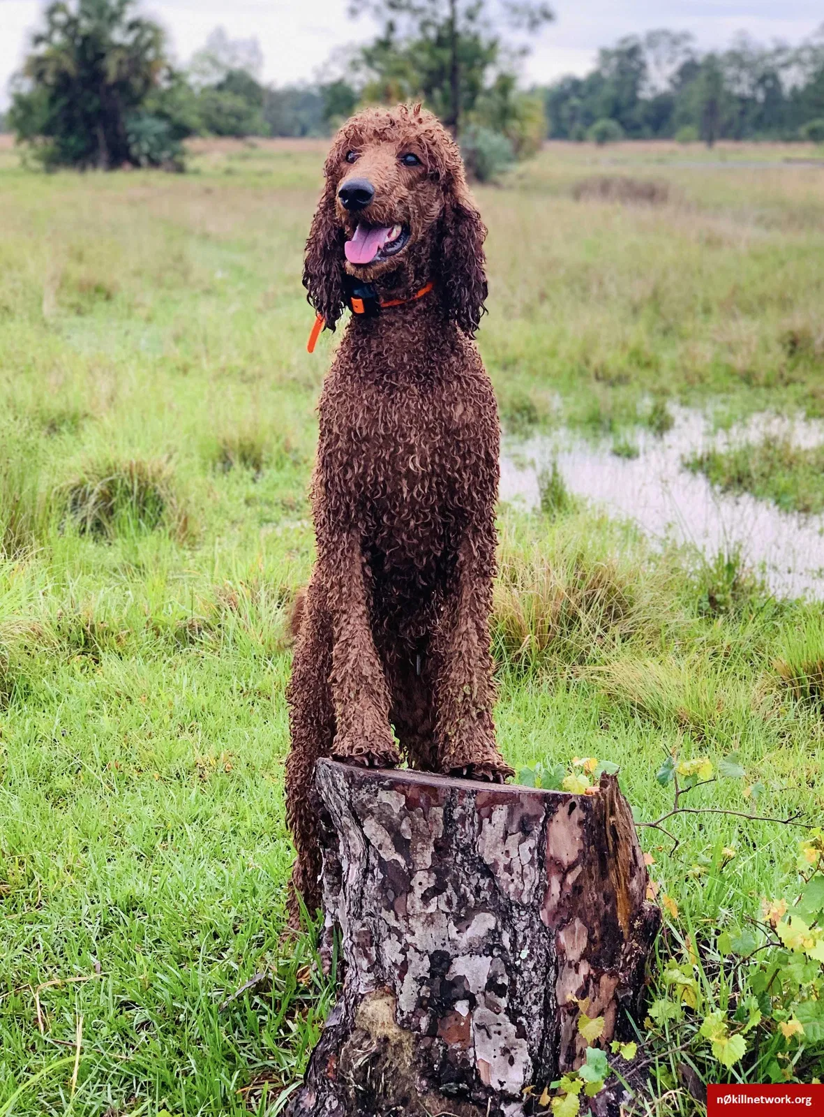 Lost dog in Melbourne Beach, FL, 32951
