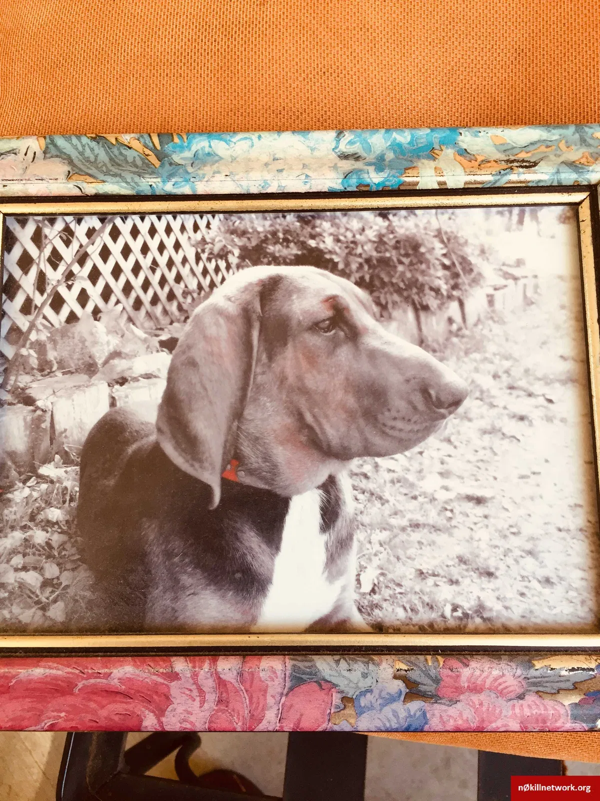 Lost dog in Bristol, VA, 24202