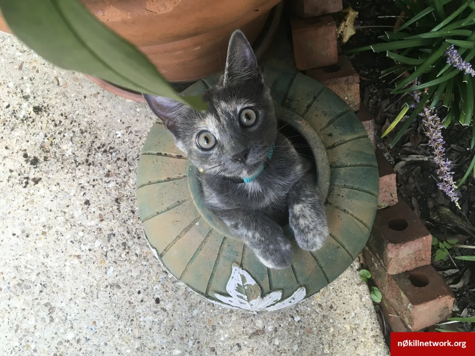 Lost cat in Lafayette, LA, 70508