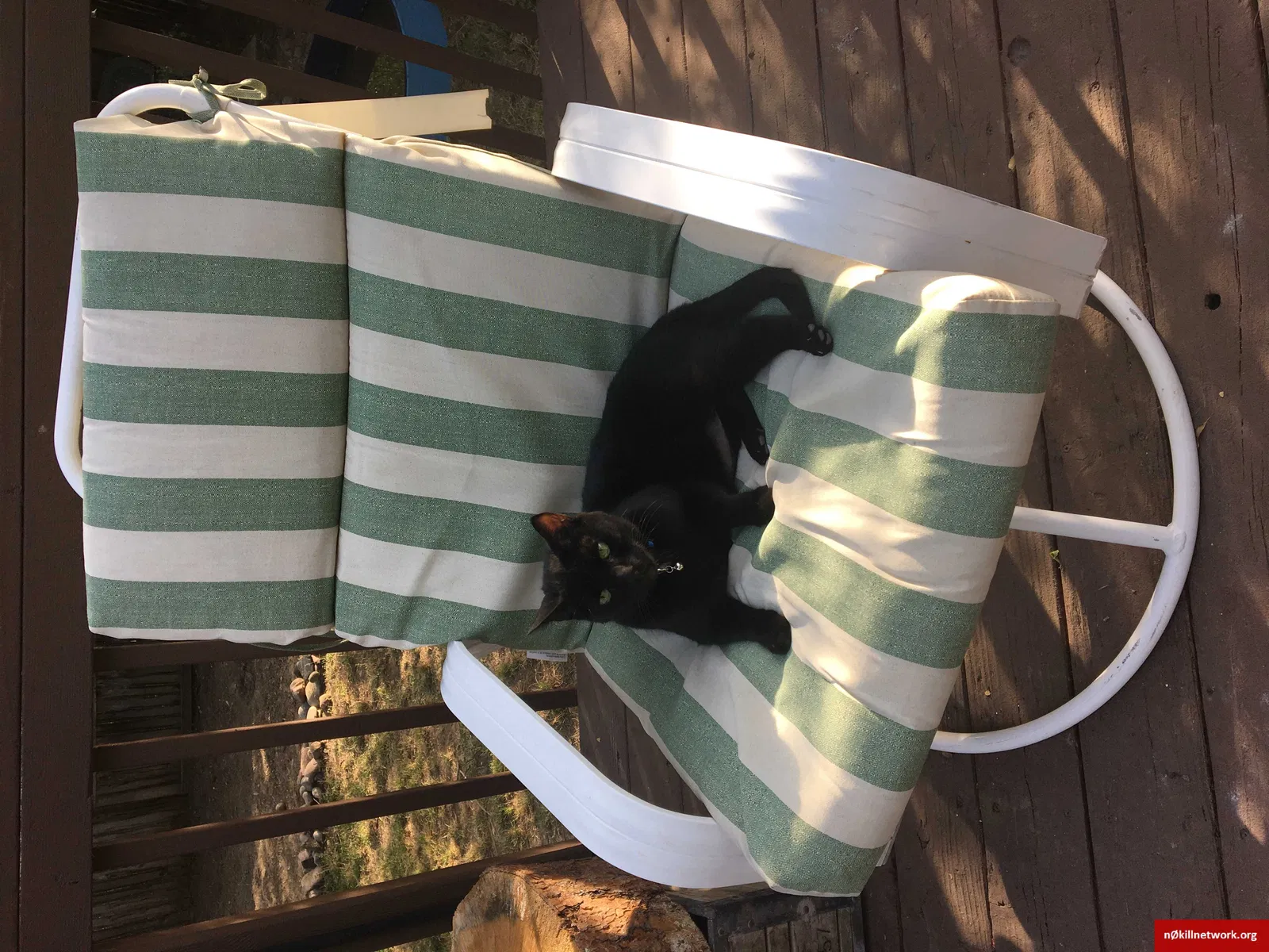 Lost cat in Loveland, CO, 80538