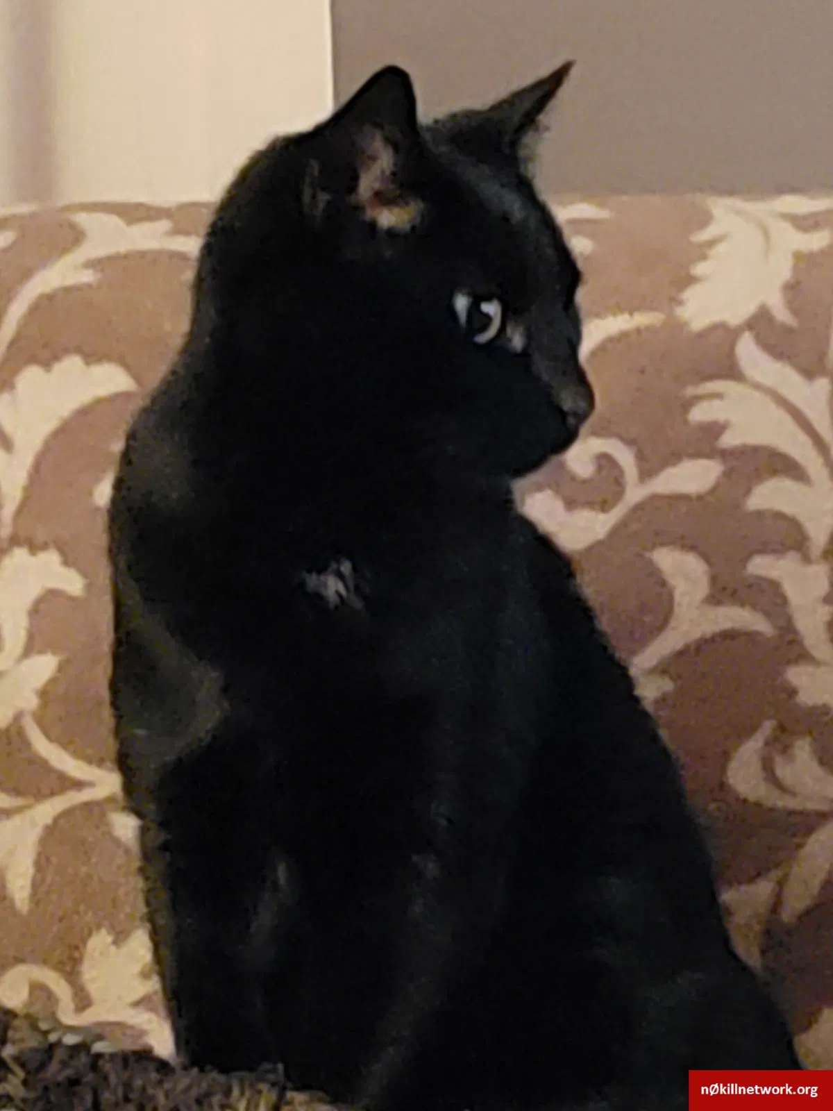 Lost cat in Myrtle Beach, SC, 29575