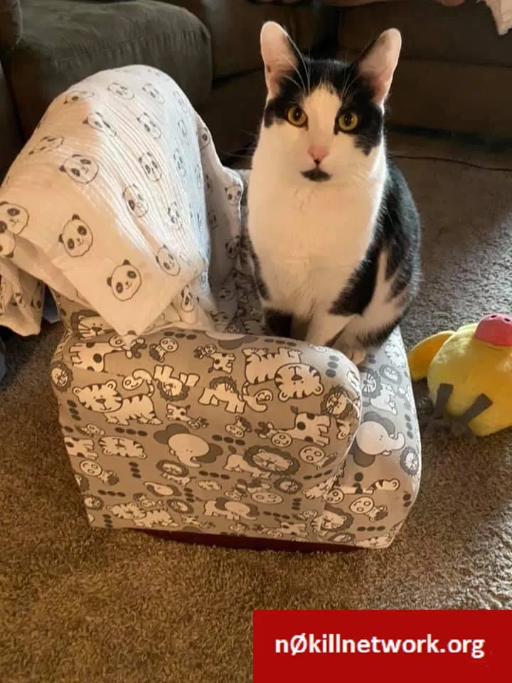 Lost cat in Taylors, SC, 29687