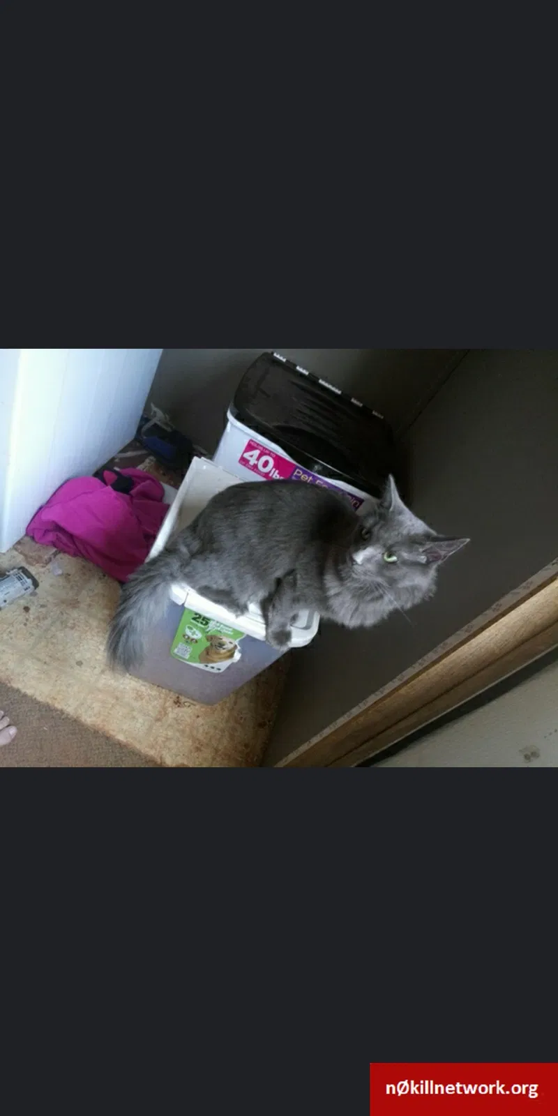 Lost cat in Tryon, NC, 28782