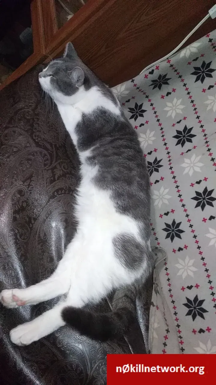 Lost cat in Elkhart, IN, 46517