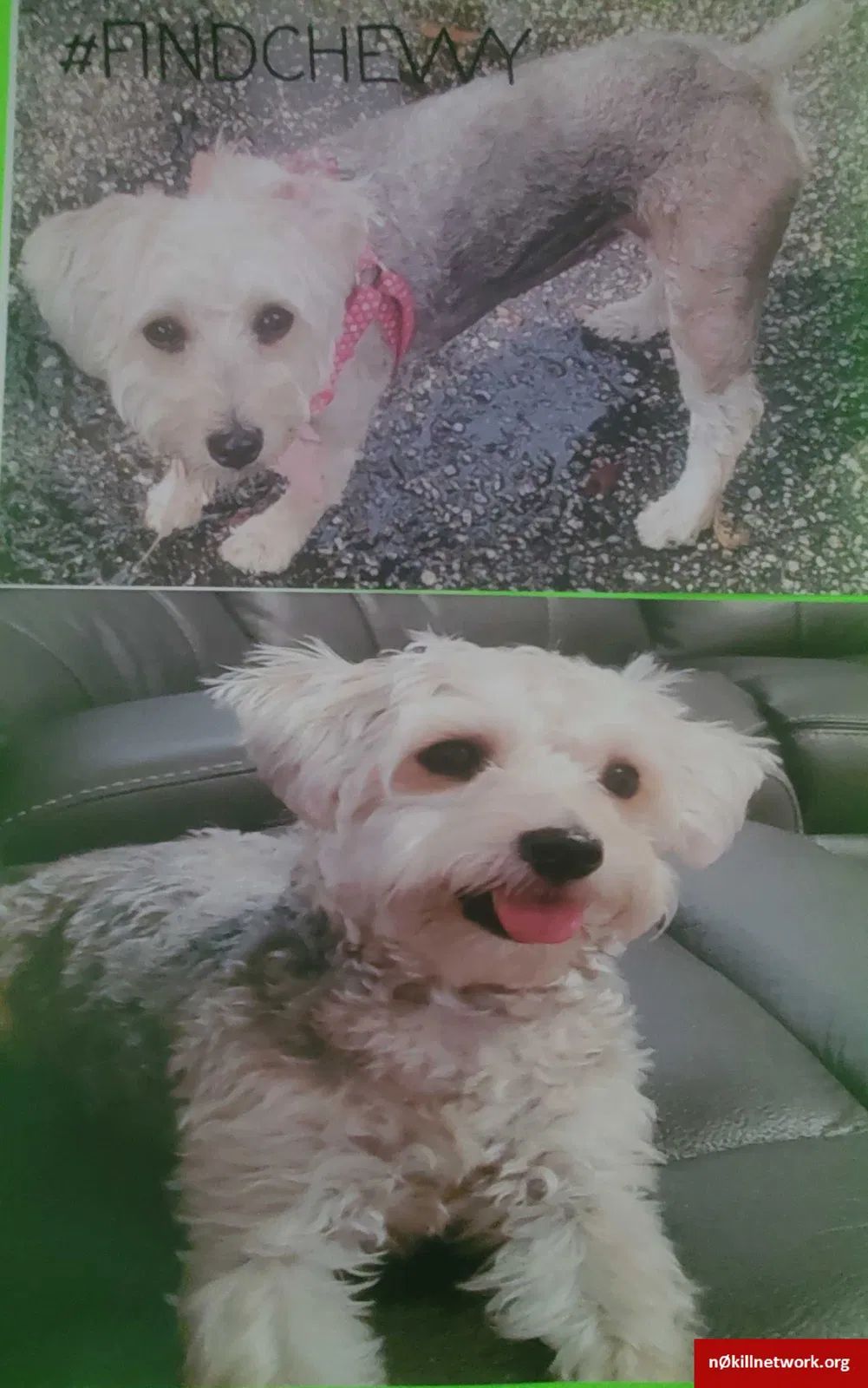 Lost dog in Jacksonville, FL, 32207