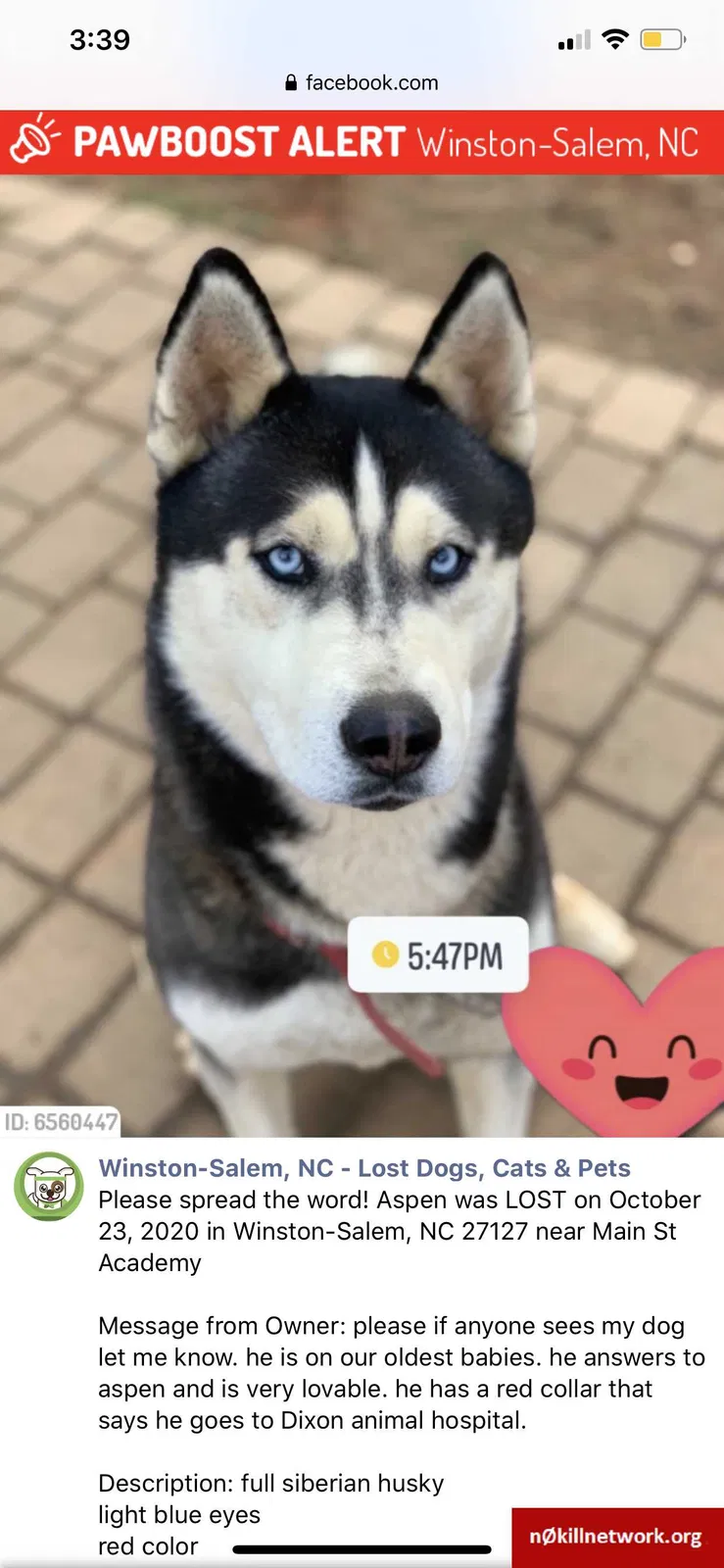 Lost dog in Winston Salem, NC, 27127